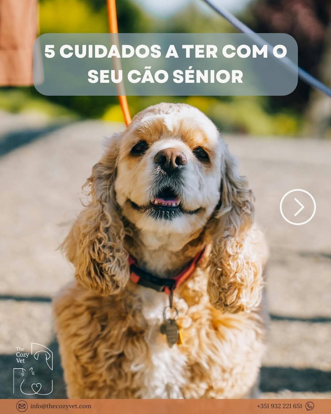 📣Guarde este post e nunca mais se esqueça dos 5 cuidados a ter com o seu cão sénior!🐶 Que outros cuidados tem com o animal sénior aí de casa?💕