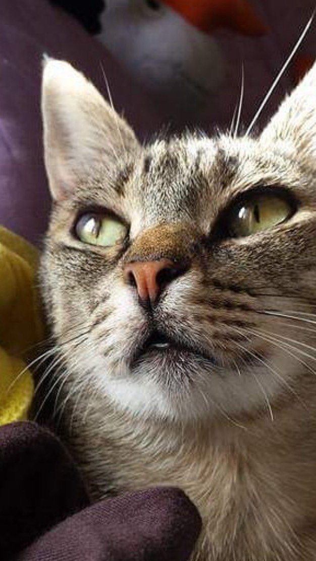 15 anos e ainda brinca 🥹

Em gatos sénior, brincar ajuda a manter mobilidade, estímulo mental e qualidade de vida.

Envelhecer não significa parar —
significa cuidar de forma diferente. ✨

📍 Consultas veterinárias ao domicílio em Lisboa
📩 Marcação por mensagem ou WhatsApp

#animaislisboa #gatoslisboa #veterinarioaodomicilio #gatossenior