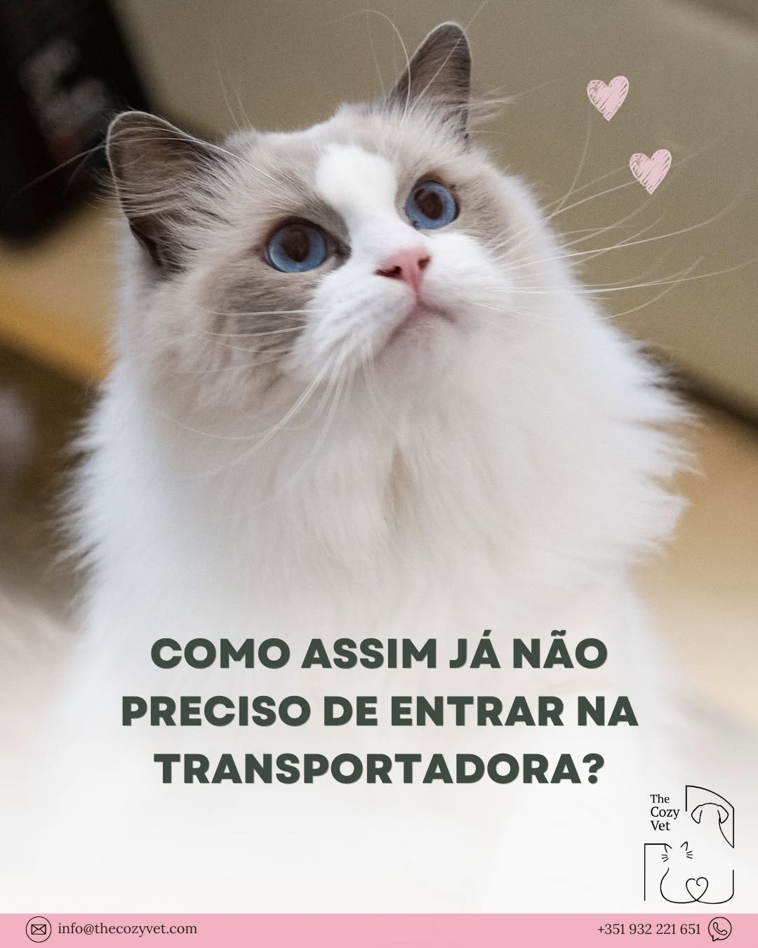 Para muitos gatos o problema não é a consulta... é tudo o que vem antes.

O transporte.
Os cheiros.
A sala de espera.
O ambiente desconhecido.

Em casa, conseguimos observar o seu comportamento real, com mais calma, menos stress e melhor qualidade. Especialmente em gatos mais sensíveis ou sénior, o contexto faz toda a diferença.

✨ Menos stress para o seu animal
✨ Mais tranquilidade para si

📍 Consultas veterinárias ao domicílio em Lisboa e arredores
📩 Marcação por mensagem, email ou WhatsApp

 #gatoslisboa #veterinarioaodomicilio #vetemcasa #vetlisboa #veterinariolisboa