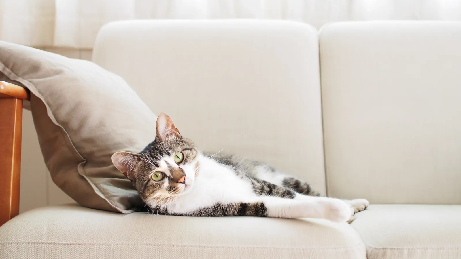 Ilustracao de visita veterinaria ao domicilio